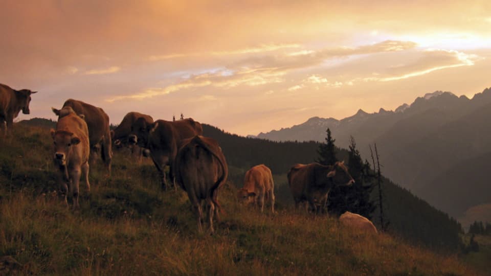 Immer mehr Mutterkühe statt Milchkühe: Eine sichtbare Veränderung der Schweizer Alpwirtschaft.