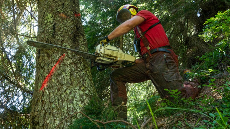 Waldarbeiter tragen das höchste Unfallrisiko im Beruf