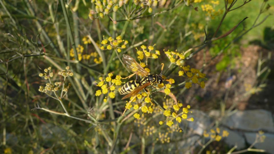 Feldwespe auf Dillblüte.