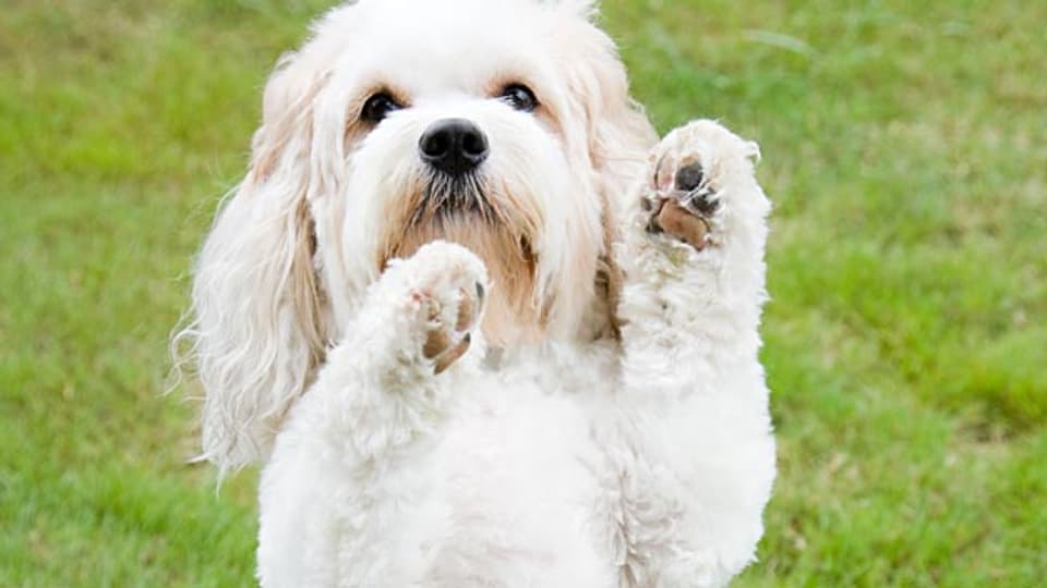 Wer ist der rechtmäßige Besitzer eines Hundes? Wer ist der rechtmäßige Besitzer eines Hundes?