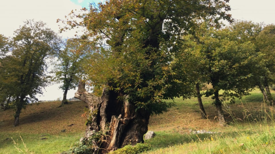 Kastanienselve in Soazza mit circa 700-jährigem Baum