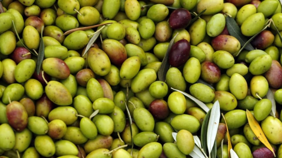 Oliven müssen unmittelbar nach der Ernte zu Öl verarbeitet werden.