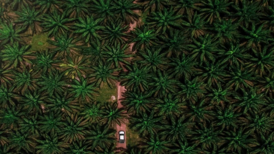 Palmölplantagen stehen da, wo einst Regenwald war.