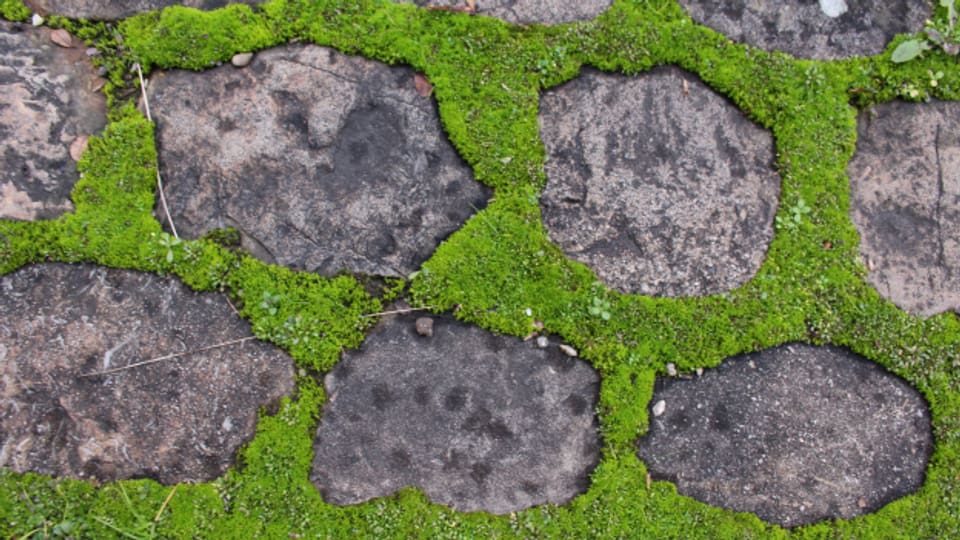 Miniaturgarten mit Moos - Ratgeber - SRF