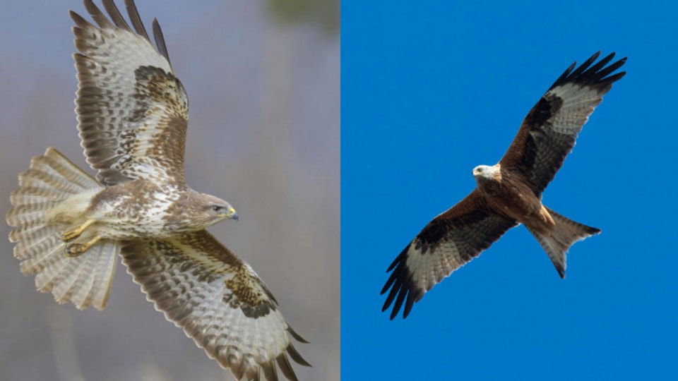 Greifvogel Kreist Ein Bussard Oder Ein Milan Trick 77 Srf