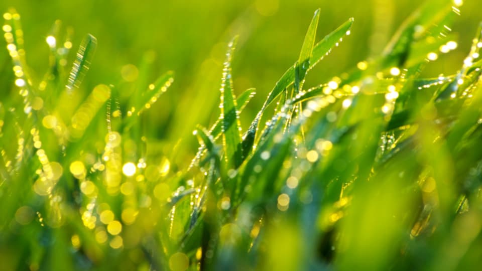 Biodünger macht den Rasen widerstandsfähiger.