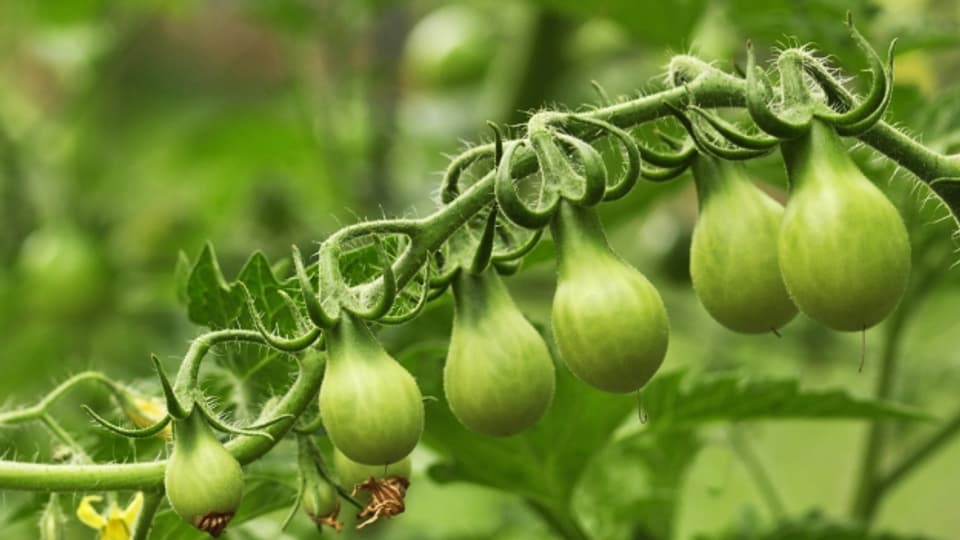 Grüne Tomaten kann man auch zu Chutney oder Konfi verarbeiten.