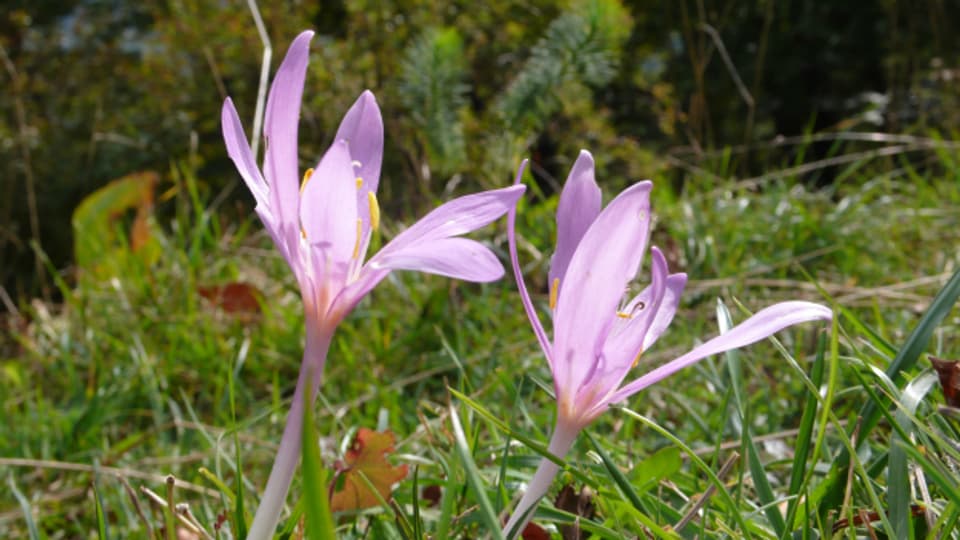 Giftige Schönheit die Herbstzeitlose Musikwelle Magazin SRF