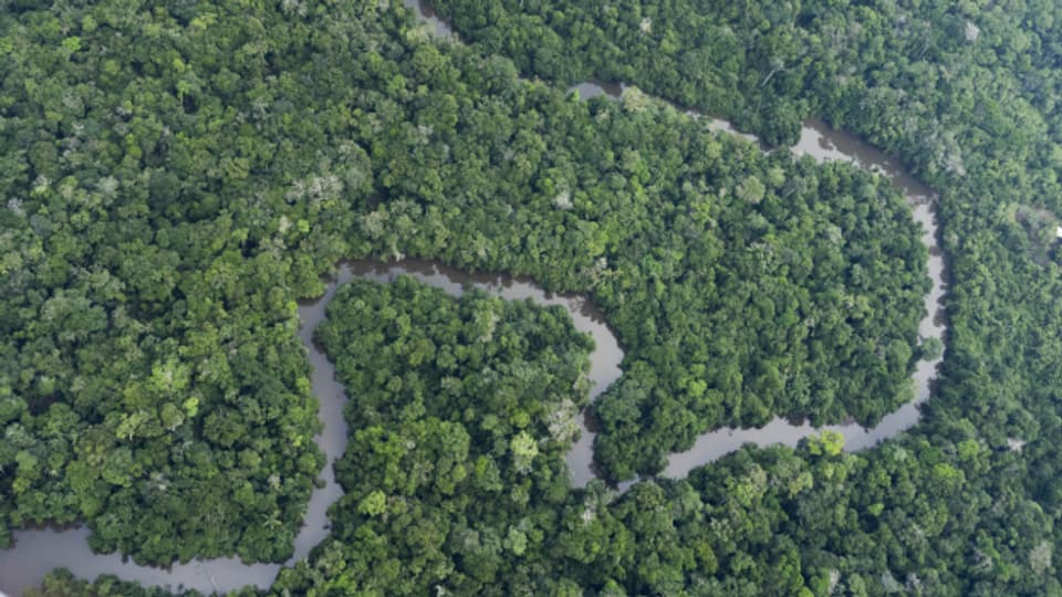 Ein ETH-Projekt arbeitet an der weltweiten Vermessung der Wälder: Regenwald in Brasilien