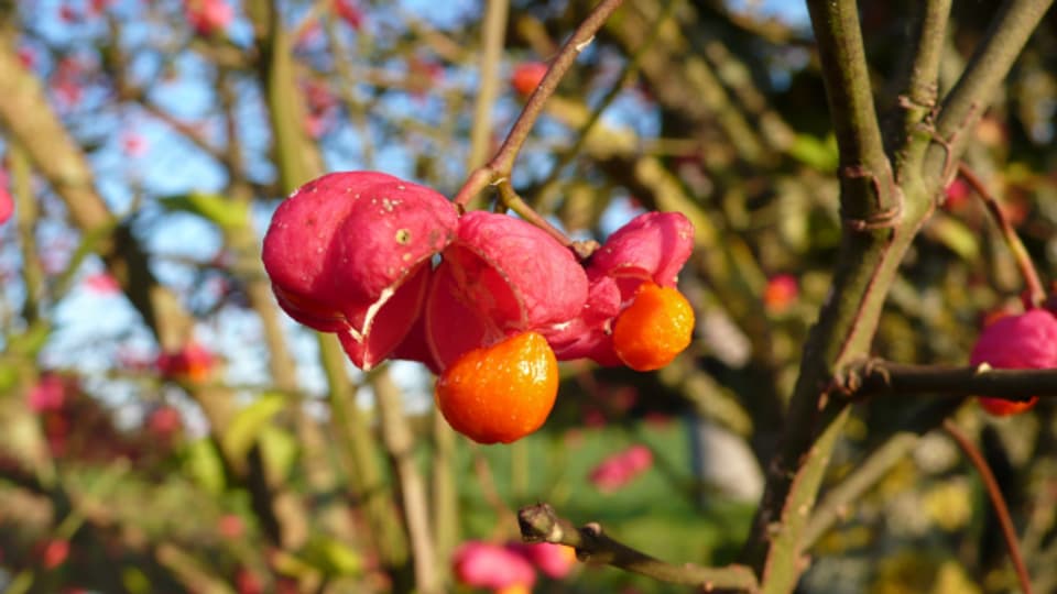 Farbiger Herbstbote im Garten- der Pfaffenhut