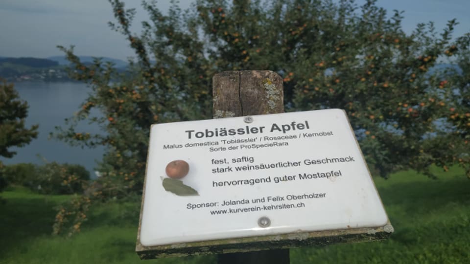 Der Tobiässler- einer der bis zu 400 Hochstammobstbäumen in Kehrsiten im Kanton Nidwalden.