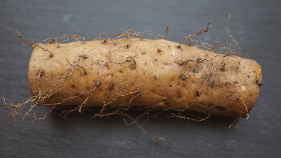 Oder auch als Yamswurzel bekannt, ist eine tolle Alternative zur Kartoffel.