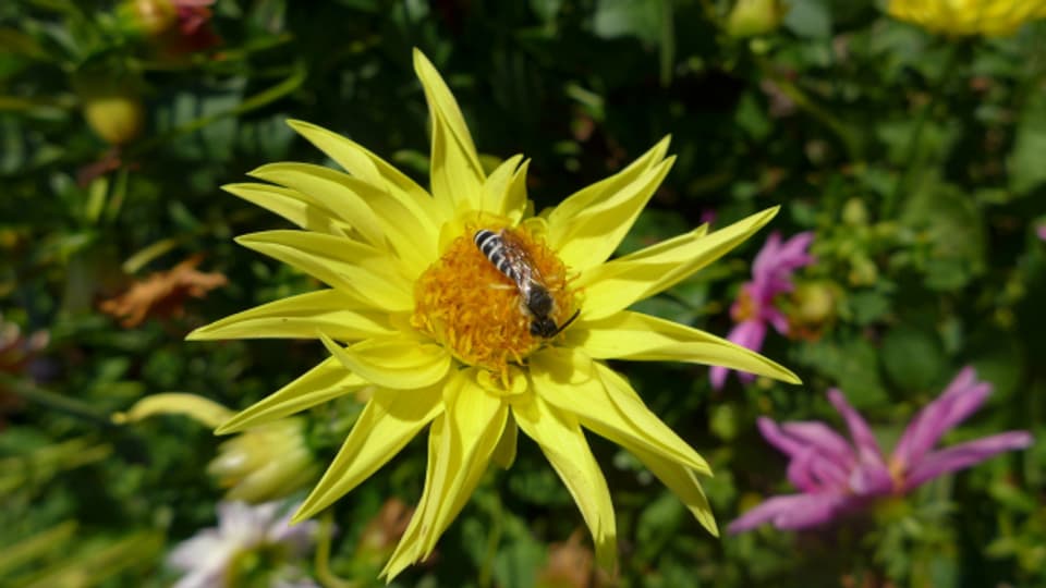 Dahlien liefern Schmetterlingen, Wildbienen und Schwebfliegen wertvolle Nahrung.