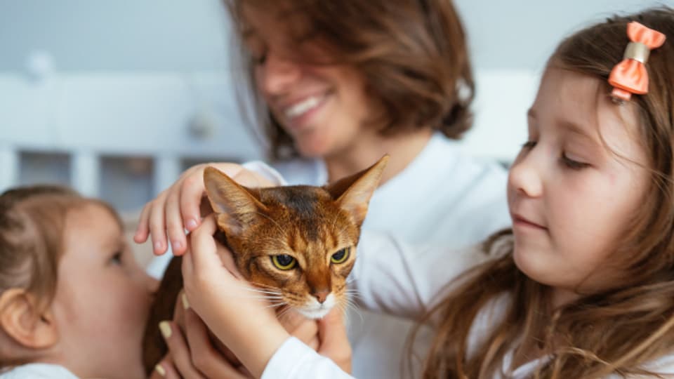 Sind Katzen für schwangere Frauen eine Gefahr?