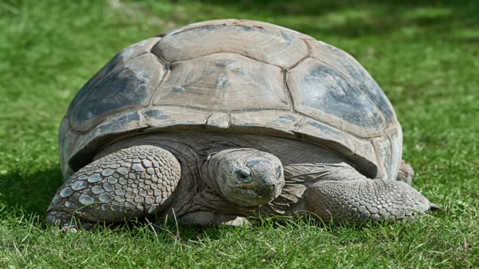 Dauergast: Die Griechische Landschildkröte kann über 100 Jahre alt werden