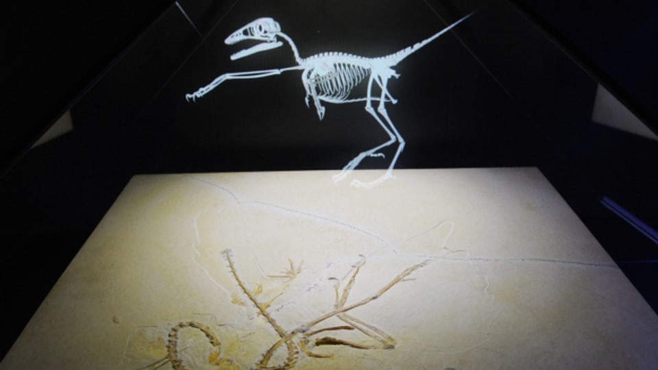 Im Sauriermuseum Aathal wurde 2012 eine Rarität ausgestellt: der Urvogel Archaeopteryx.