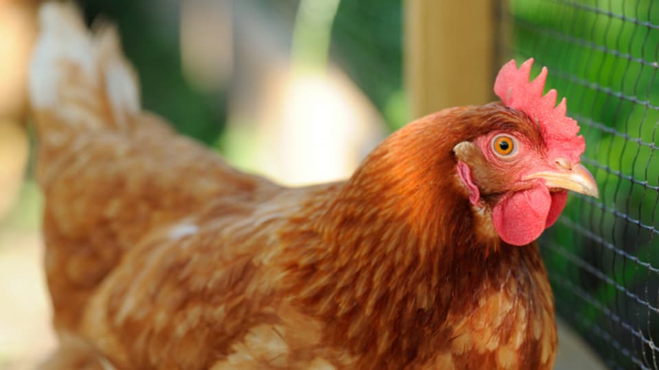 Strengere Vorschriften: Hühner sind Nutz- und keine Haustiere.