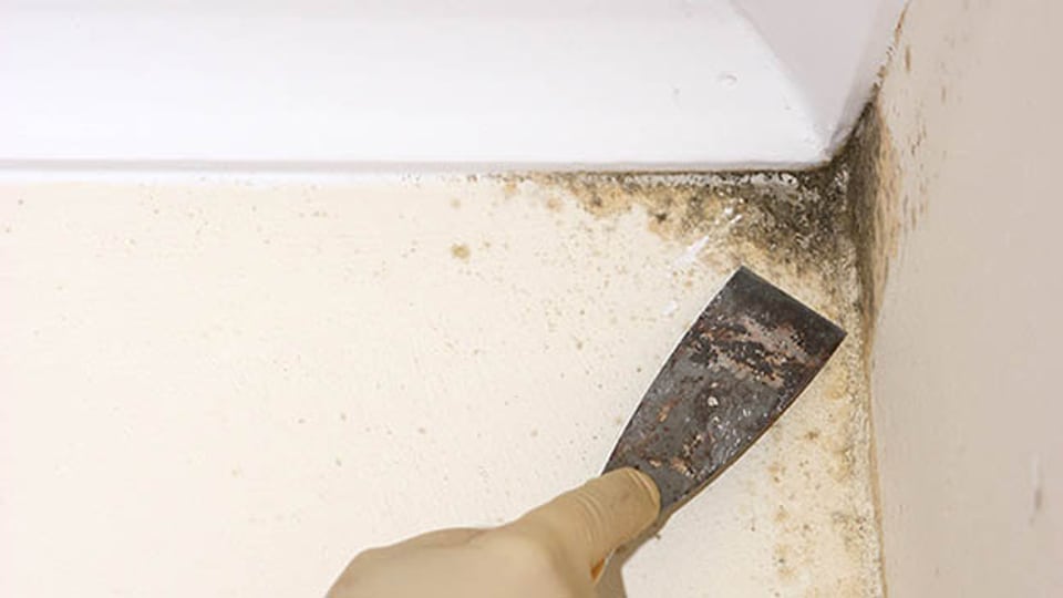 Tipps gegen Schimmel in der Wohnung Ratgeber SRF