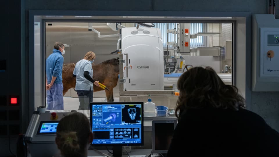MRI und CT- Untersuchungen sind auch bei Pferden immer häufiger