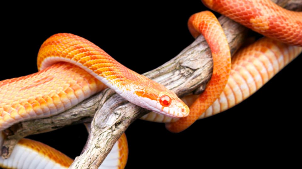 Schlangen haben eine relativ hohe Lebenserwartung. Je nach Art bis zu 30 Jahren