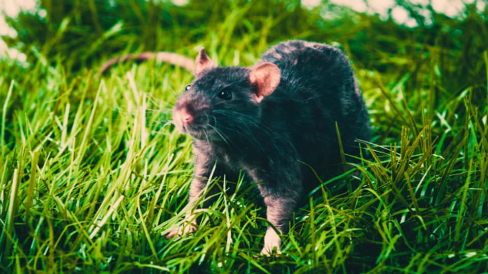 Achtung: Ratten und Mäuse nagen gerne an Zimmerpflanzen, Kabel oder Steckdosen.