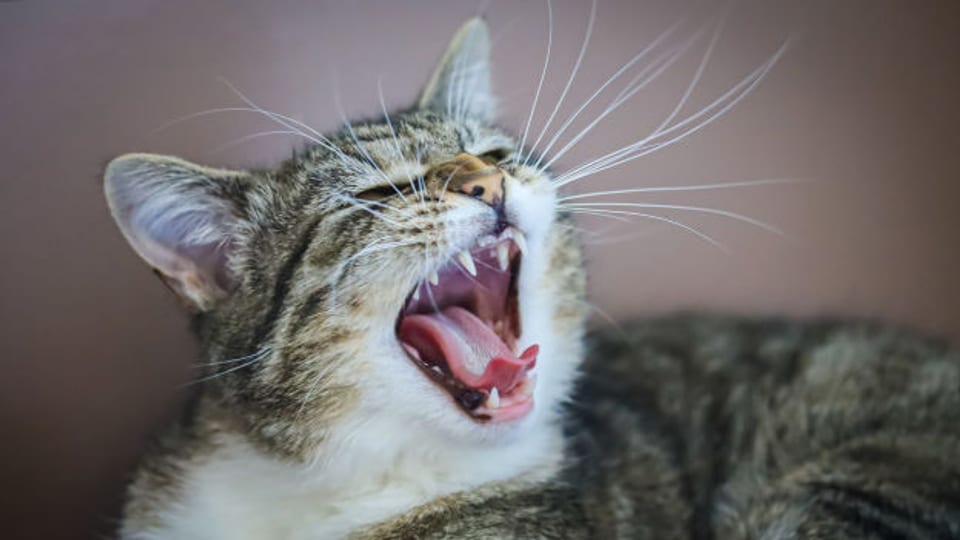 Katze