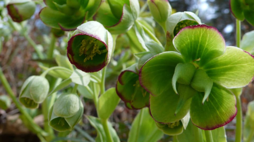 Ab Mitte Februar erscheinen die ersten grünen, karminrot umrandeten Blüten der Stinkenden Nieswurz (Helleborus foetidus).