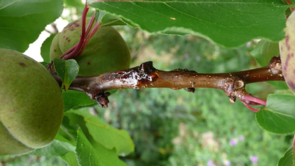  Aprikosenbaum: Bei kaltem Wetter kommt es vermehrt zur Infektion mit Bakterienbrand.
