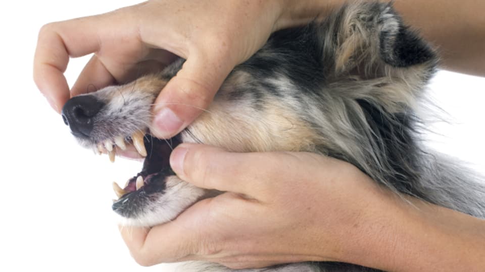Meistens werden Zahnprobleme bei Tieren zu spät entdeckt.
