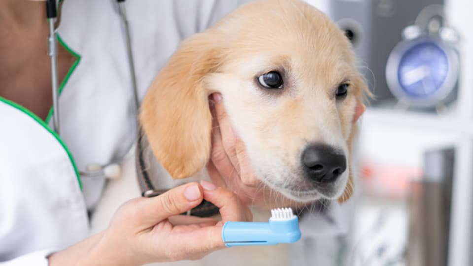 Zahnerkrankungen sind auch für Ihr Tier schmerzhaft.