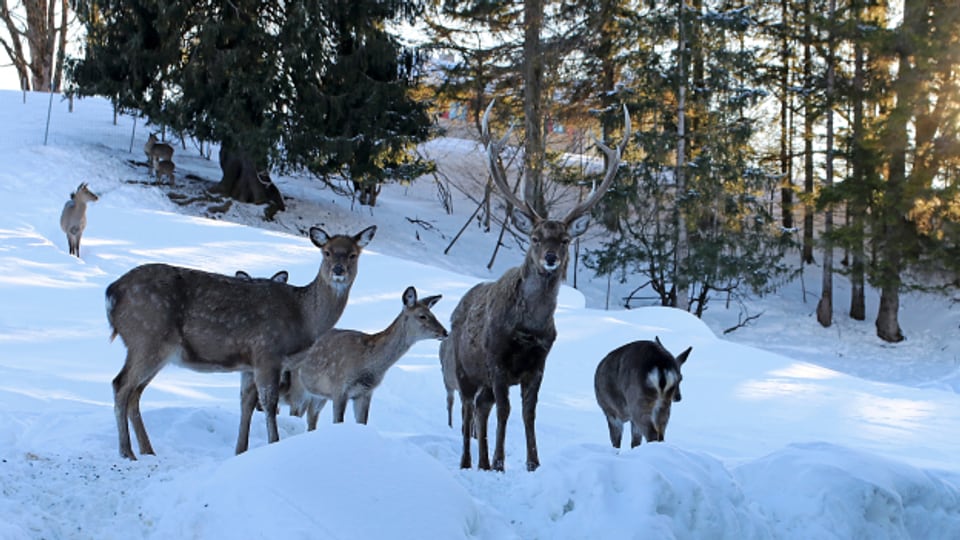  Rehe gibt es seit etwa 25 Millionen Jahren, während das Rotwild, zu denen der Hirsch gehört, erst vor zehn Millionen Jahren auftauchte