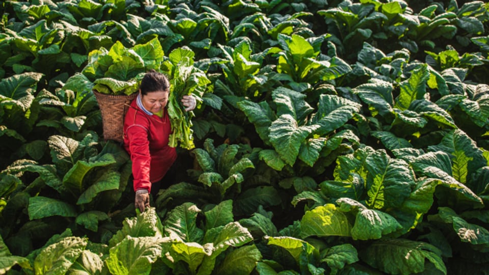 Weltweit wird die Anbaufläche von Tabak auf 4,3 Millionen Hektar geschätzt – eine Fläche, so gross wie die Schweiz