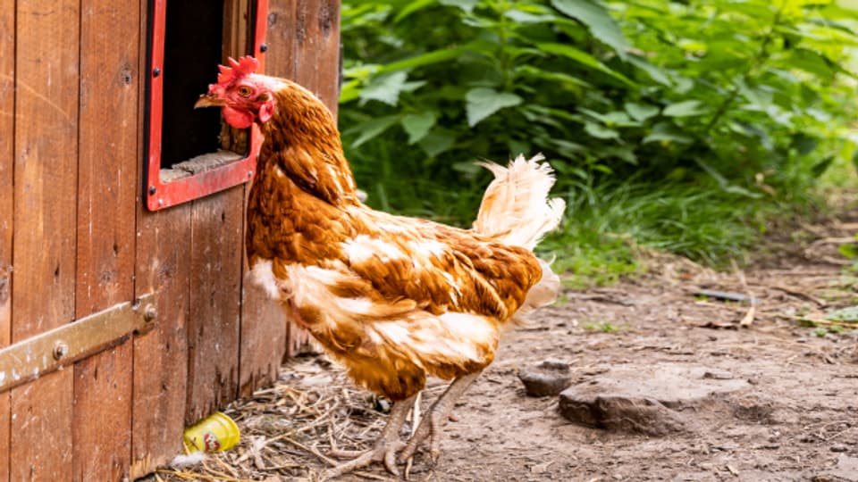 Zu den grundlegenden Bedürfnissen von Hühnern allgemein gehört, dass sie in der Einstreu scharren können