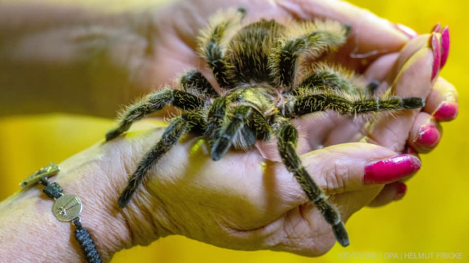 Vogelspinnen können zwischen 10 und 30 Jahre alt werden.