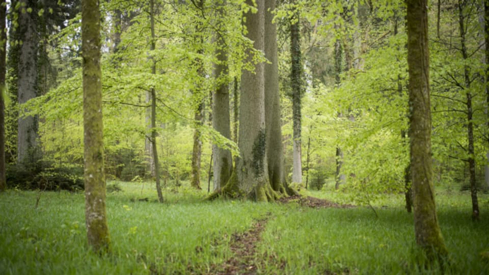 Die Fichten sind gegen 200 Jahre alt. Junge Bäume haben es jedoch zunehmend schwerer im Schweizer Wald.