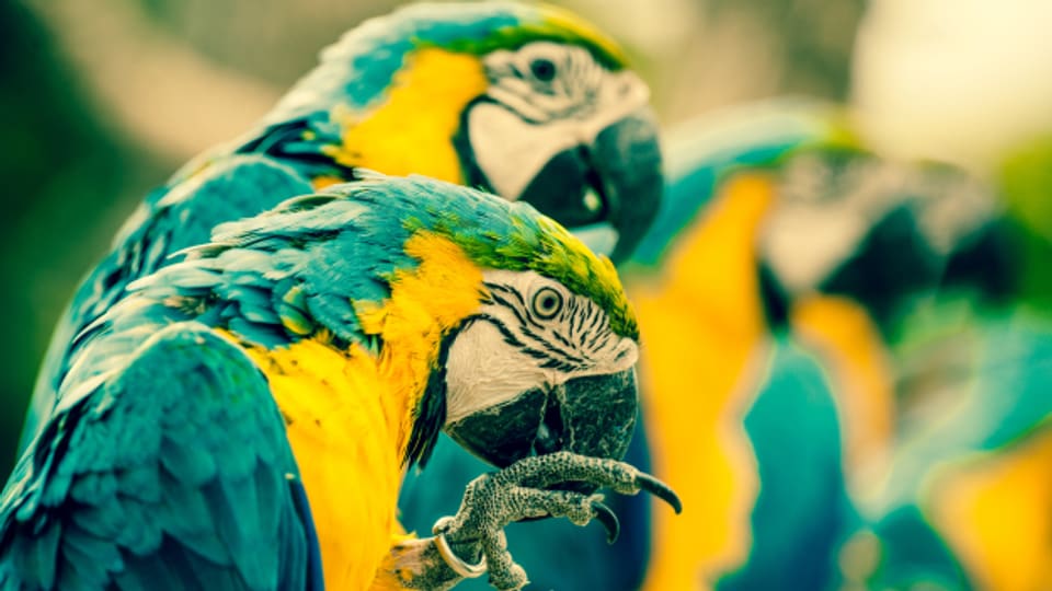 Papageien sind sozial lebende Vögel, die nicht einzeln gehalten werden dürfen.