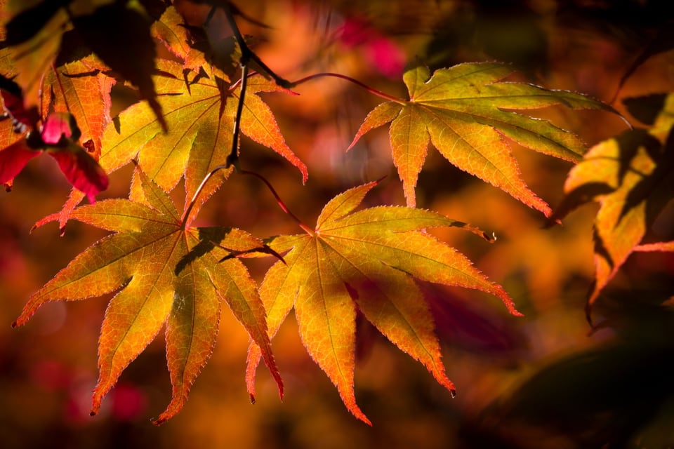 Im Oktober leuchten unsere Wälder in gelb, orange und rot.
