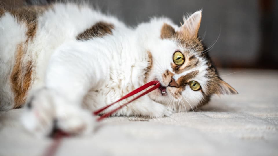 Eine Hauskatze kann ein Alter von fünfzehn bis zwanzig Jahren erreichen.