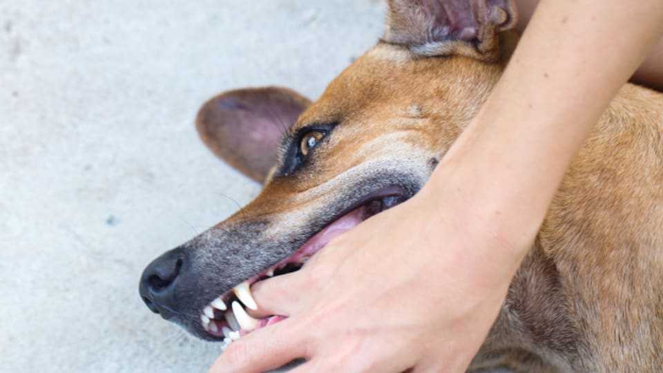 Ist die Bestrafung tatsächlich das richtige Mittel in der Hundeerziehung?