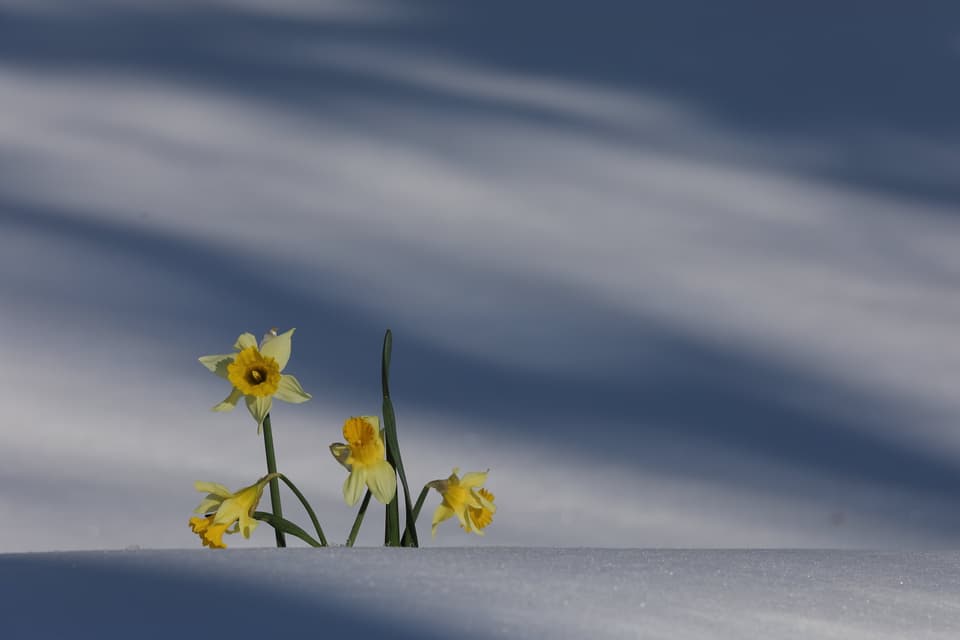 Wann fällt im Frühling der letzte Schnee? - Wetterfrage - SRF