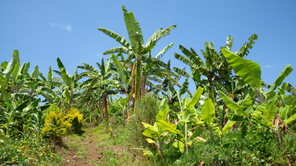 Banane - bedrohte Frucht in vielen Plantagen weltweit