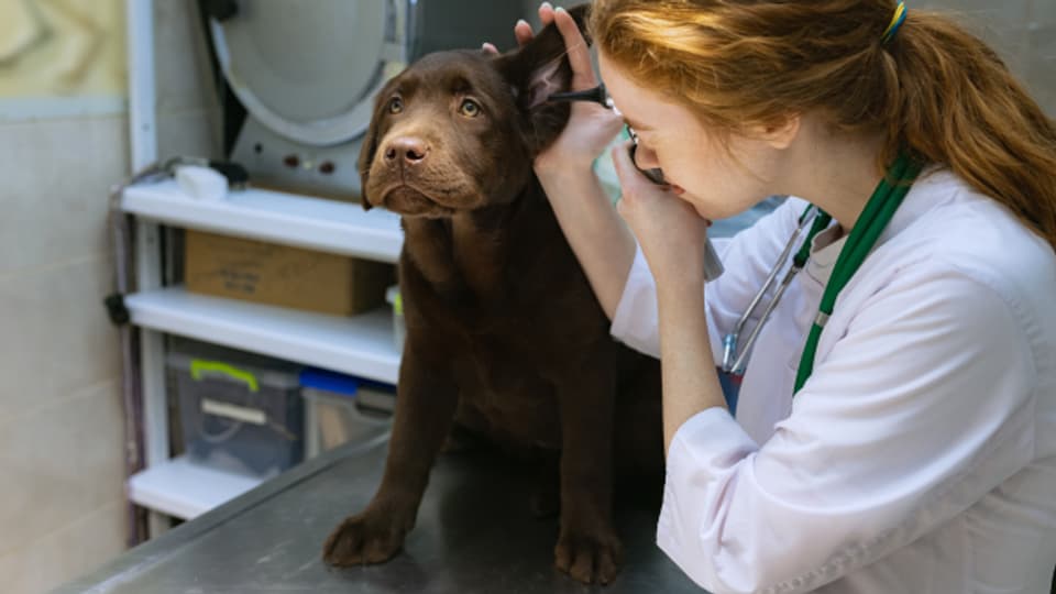 Meist werden Stresssignale des Hundes beim Tierarzt übersehen. Mit Medical Training kann der Tierarztbesuch für das Tier und die Menschen stressfreier gestaltet werden.
