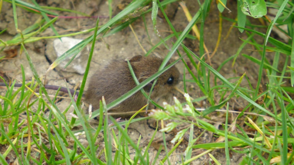 Die Maus im Garten Ratgeber SRF