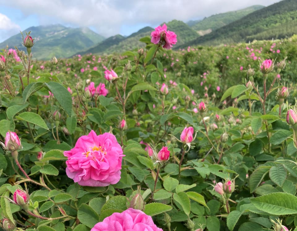 Duftrosenfeld in Bulgarien, Rosa damascena