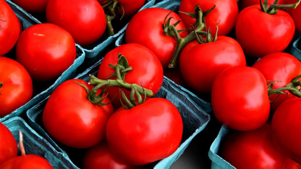 Vollreife Tomaten: Wie schmecken die eigentlich?