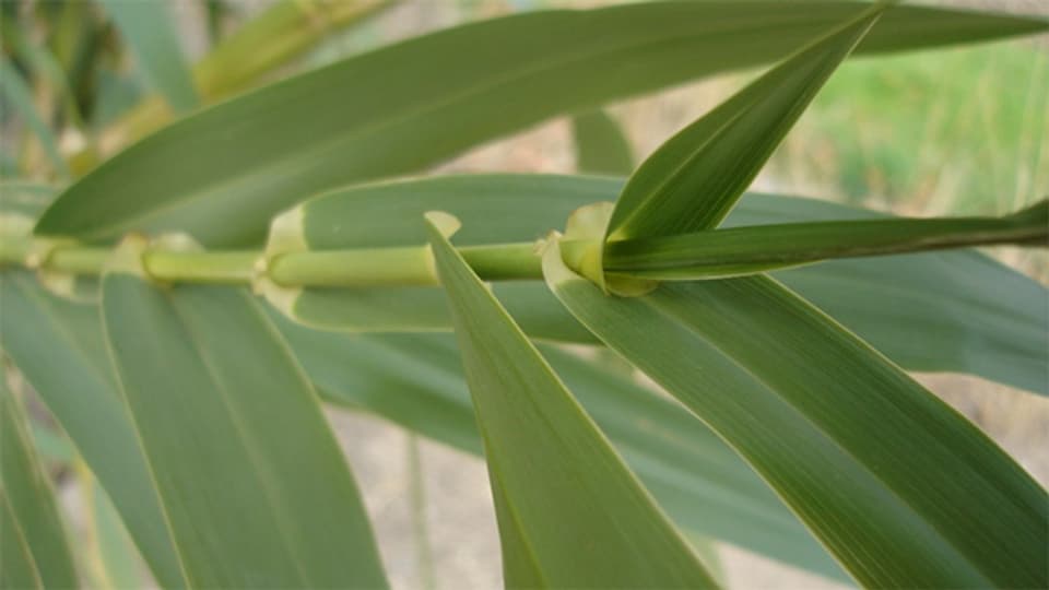Arundo Donax oder Pfahlrohr ist eine vielseitig verwendbare Pflanze.
