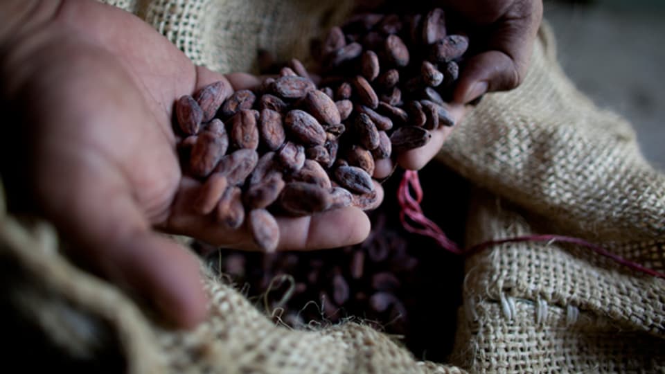 Früchte der Kakaopflanze