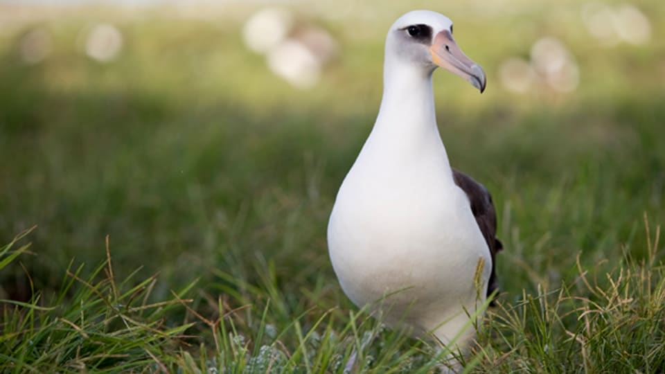Ein Albatross-Weibchen wurde im stattlichen Alter von 63 nochmals Mutter.
