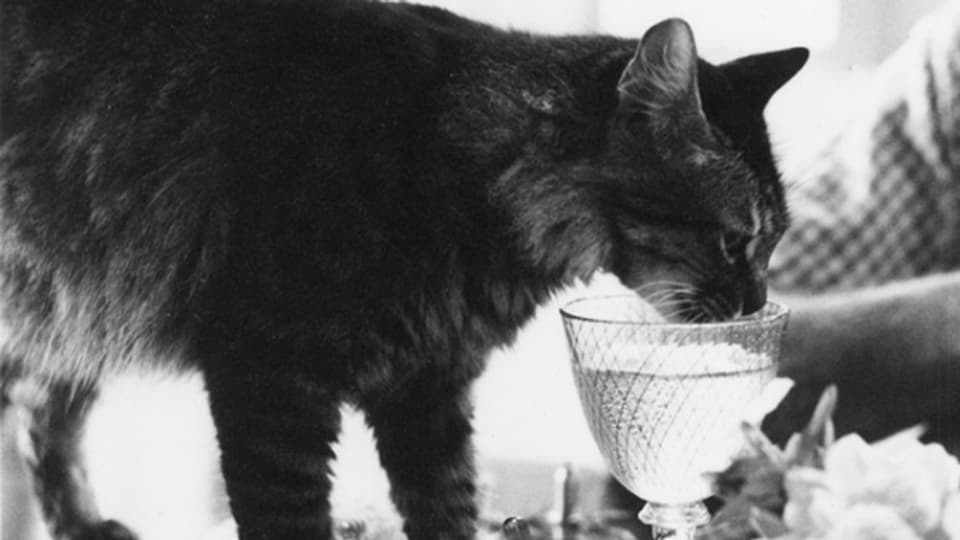 Ernest Hemingways Katze durfte schon mal an seinen Glas schnuppern.