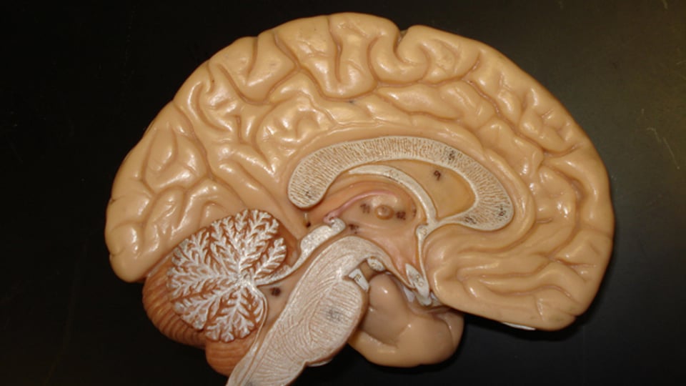 Der präfrontale Cortex ist ein wahrer Tausendsasa.